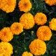 Aksamitník vzpřímený Sunset - Tagetes erecta - semena aksamitníku - 0,3 g