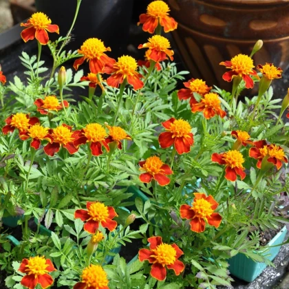 Aksamitník rozkladitý Orange Flame - Tagetes patula nana - semena aksamitníku - 0,3 g