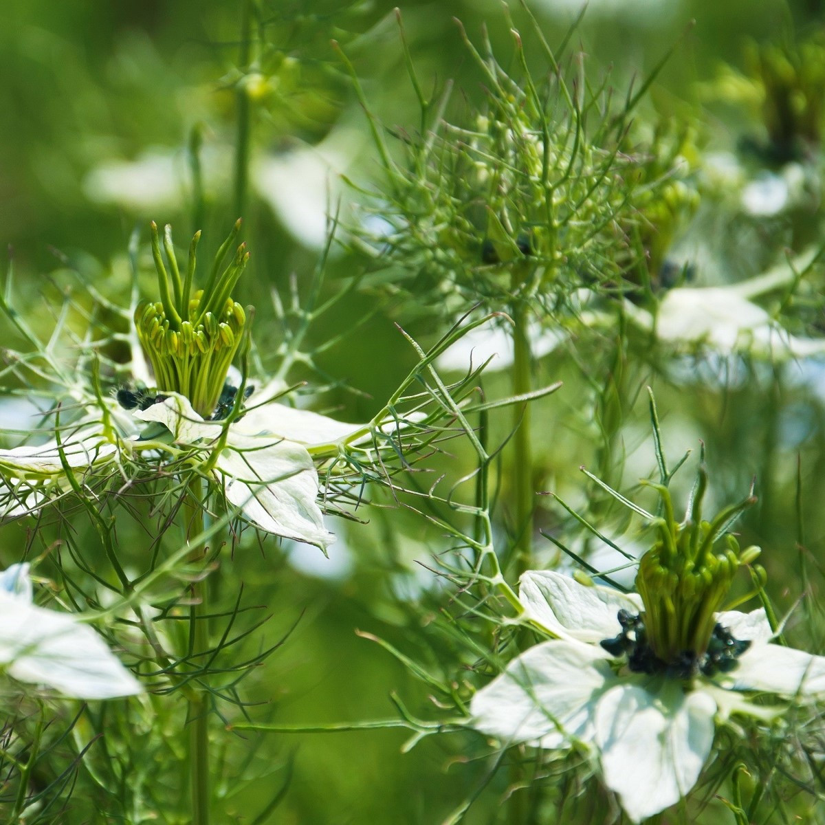 Černucha damašská bílá - Nigella damascena - semena černuchy - 150 ks