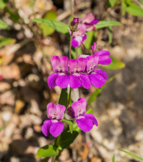 Kolinsie různolistá Bicolor - Collinsia heterophylla - semena - 10 ks
