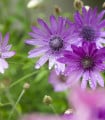 Suchokvět roční směs - Xeranthemum annuum mix - semena suchokvětu - 200 ks