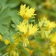 Lichořeřišnice stěhovavá - Tropaeolum peregrinum - semena lichořeřišnice - 15 ks
