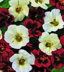 Lichořeřišnice nízká Ebony and Ivory - Kapucínka - Tropaeolum minus - semena lichořeřišnice - 15 ks