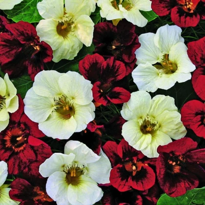 Lichořeřišnice nízká Ebony and Ivory - Kapucínka - Tropaeolum minus - semena lichořeřišnice - 15 ks