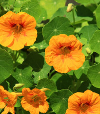 Kapucínka větší Scharlachglanz - Tropaeolum majus - semena - 7 ks