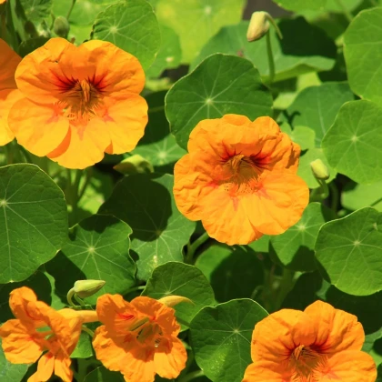 Kapucínka větší Scharlachglanz - Tropaeolum majus - semena - 7 ks