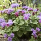 Nestařec mexický - Ageratum houstonianum - semena nestařce - 0,5 g