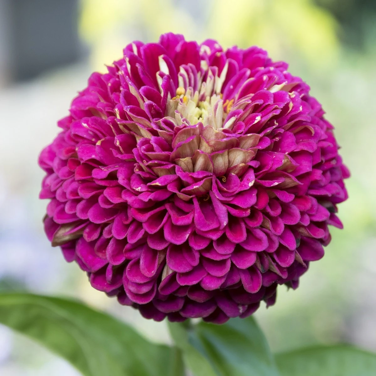 Ostálka jiřinkokvětá fialová - Zinnia elegans - semena ostálky - 50 ks