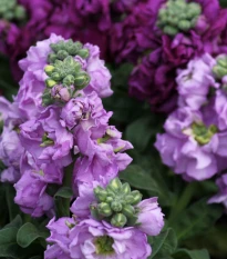 Fiala letní Miracle směs - Matthiola incana - semena fialy - 60 ks