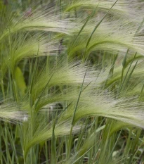 Ječmen hřívnatý - Hordeum jubatum - semena ječmene - 10 ks