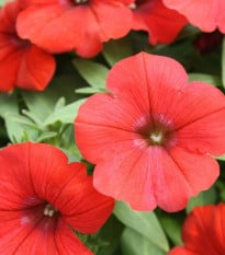 Petúnie Scarlet červená - Petunia nana compacta - semena - 20 ks
