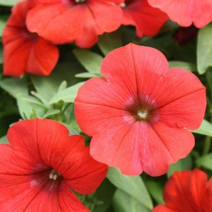 Petúnie Scarlet červená - Petunia nana compacta - semena - 20 ks