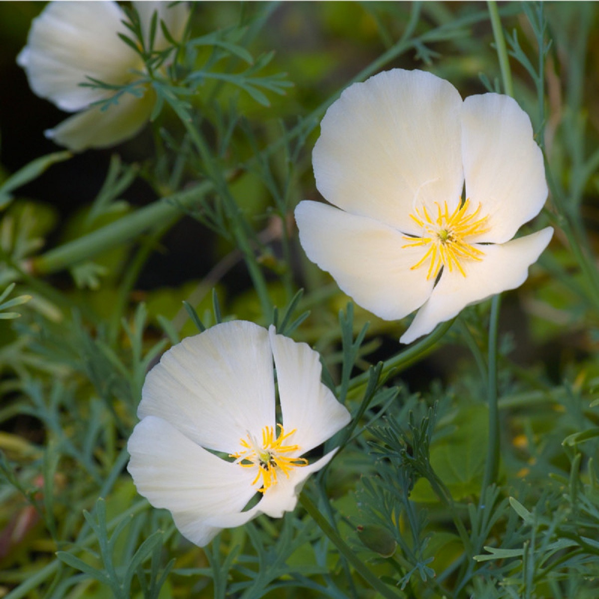 Sluncovka kalifornská bílá - Eschscholzia californica - semena sluncovky - 450 ks