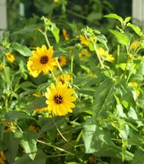 Slunečnice slabá směs - Helianthus debilis mix - semena slunečnice - 15 ks