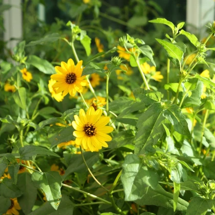 Slunečnice slabá směs - Helianthus debilis mix - semena slunečnice - 15 ks