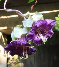 Vilec šplhavý fialový - Cobaea scandens - semena vilce - 7 ks