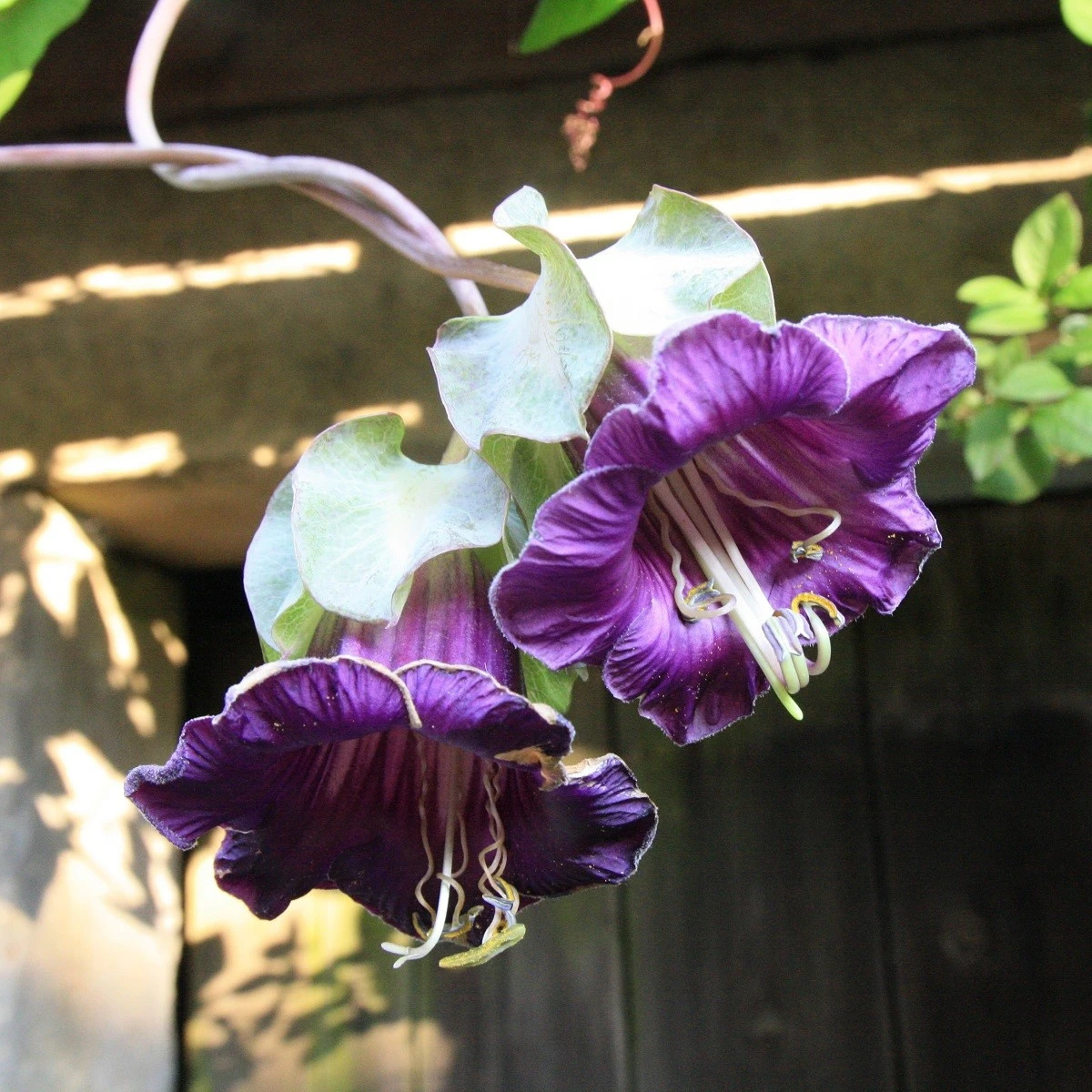 Vilec šplhavý fialový - Cobaea scandens - semena vilce - 7 ks