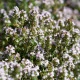 BIO Tymián - Thymus vulgaris - bio semena tymiánu - 500 ks