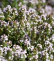 BIO Tymián - Thymus vulgaris - bio semena tymiánu - 500 ks