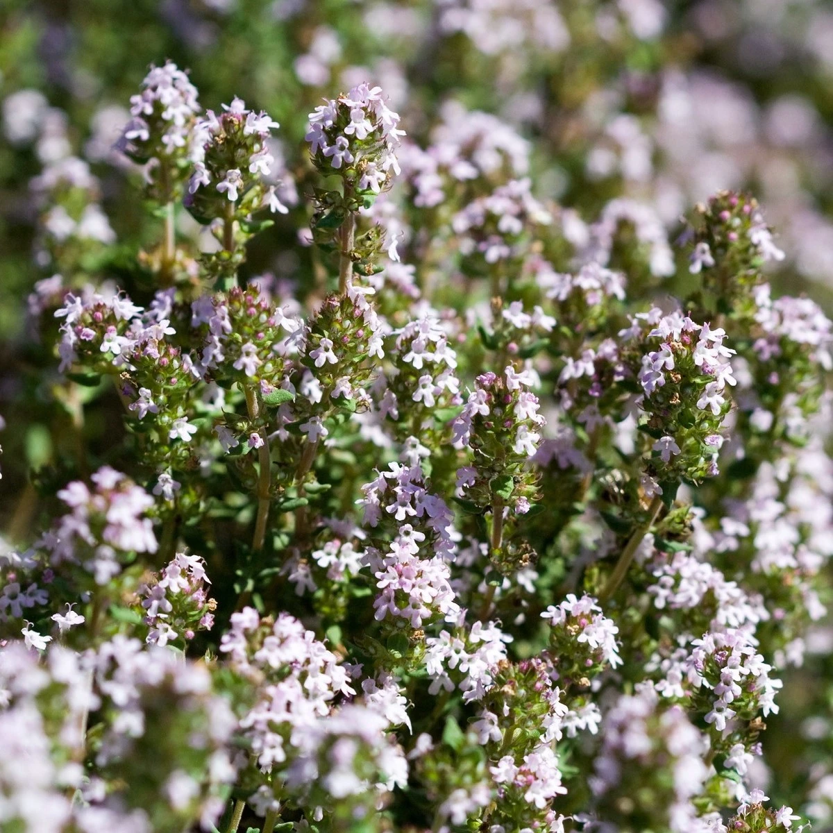 BIO Tymián - Thymus vulgaris - bio semena tymiánu - 500 ks