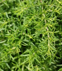 BIO Saturejka horská - Satureja hortensis - bio semena saturejky - 500 ks