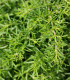 BIO Saturejka zahradní - Satureja hortensis - bio semena saturejky - 600 ks