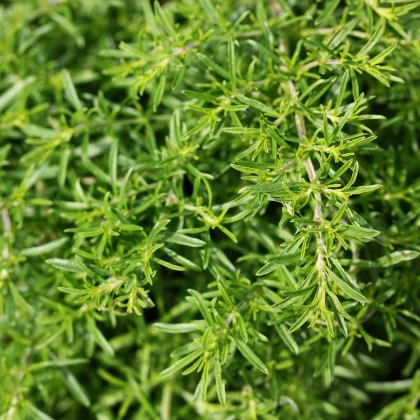 BIO Saturejka zahradní - Satureja hortensis - bio semena saturejky - 600 ks