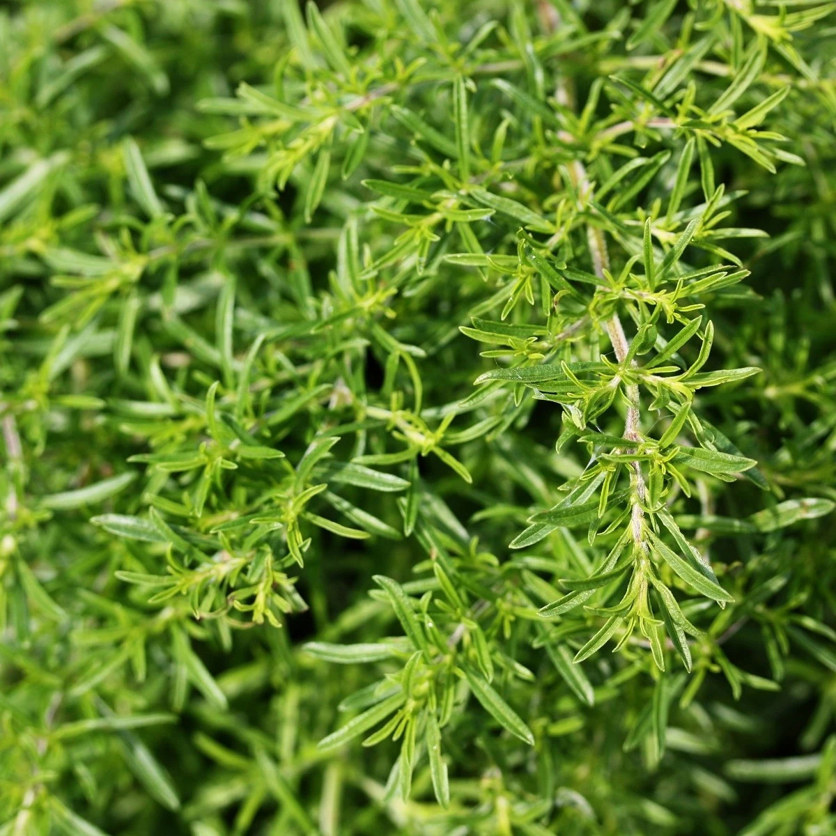 BIO Saturejka zahradní - Satureja hortensis - bio semena saturejky - 600 ks