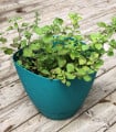 BIO Řecké oregano - Origanum hirtum - bio semena oregana - 250 ks