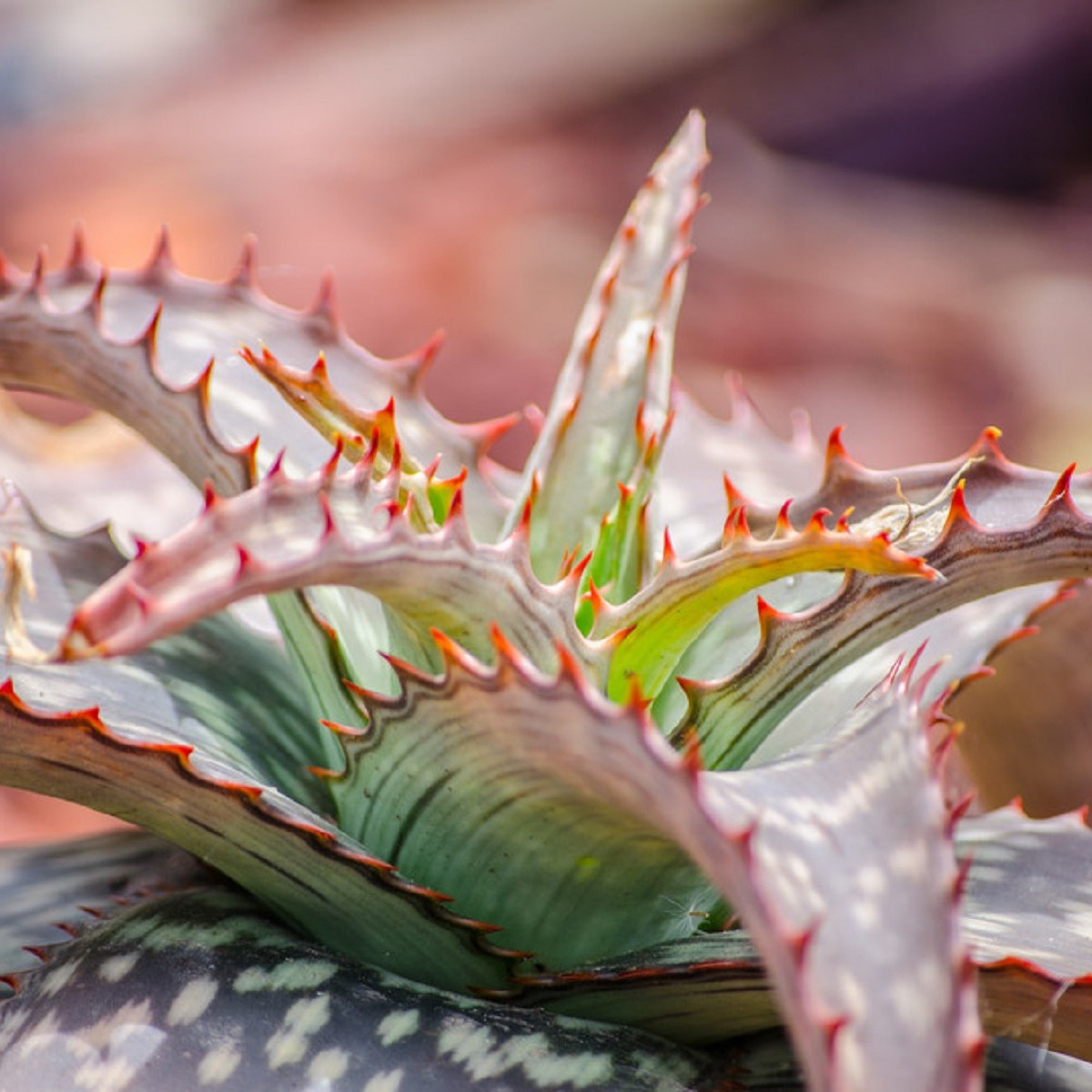 Aloe branddraaiensis - Aloe - semena - 6 ks