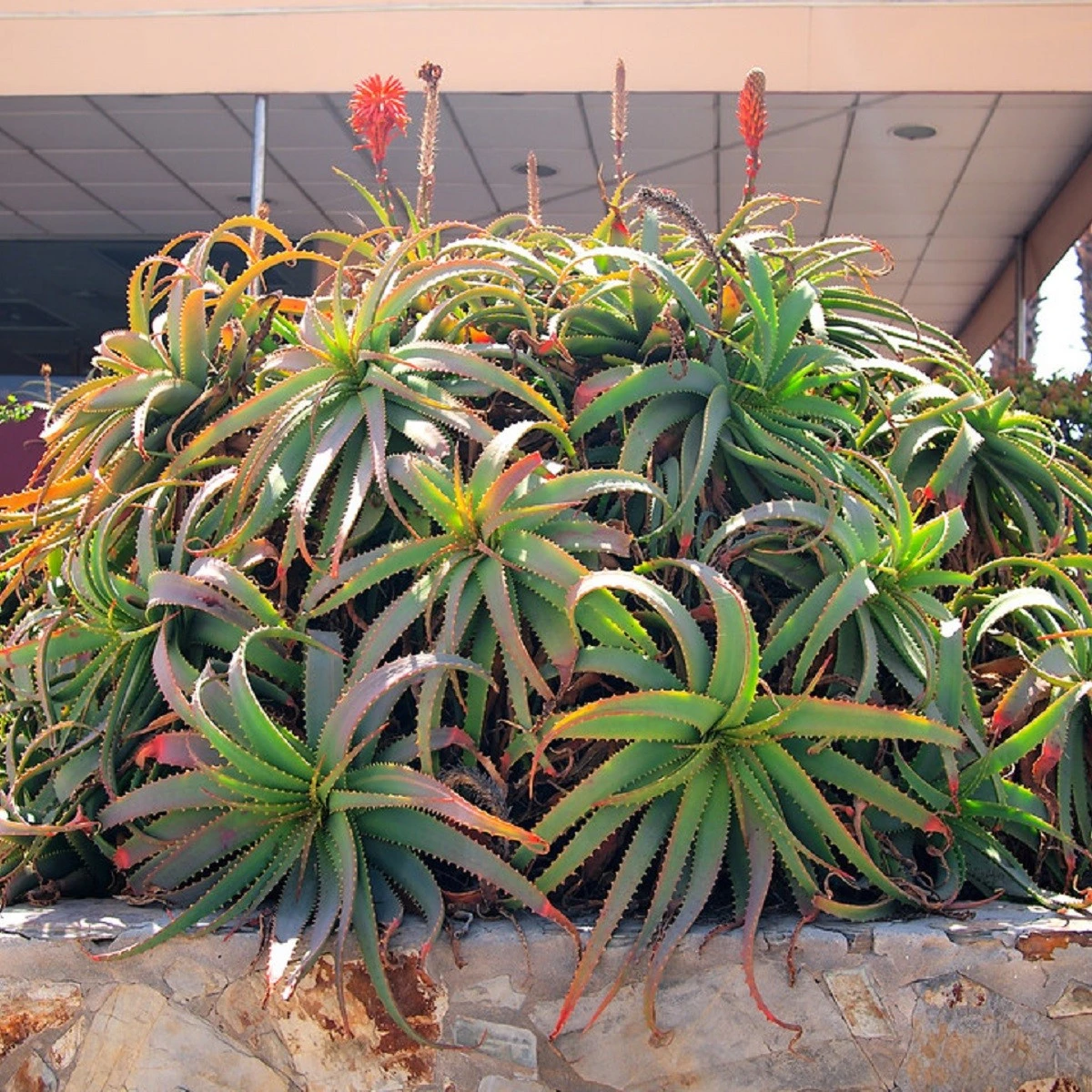 Aloe stromovitá - Aloe arborescens - semena aloe - 6 ks