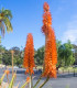 Aloe stromovitá - Aloe arborescens - semena aloe - 6 ks