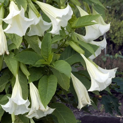 Brugmansie bílá - Andělská trubka - Brugmansia arborea - semena brugmansie - 10 ks