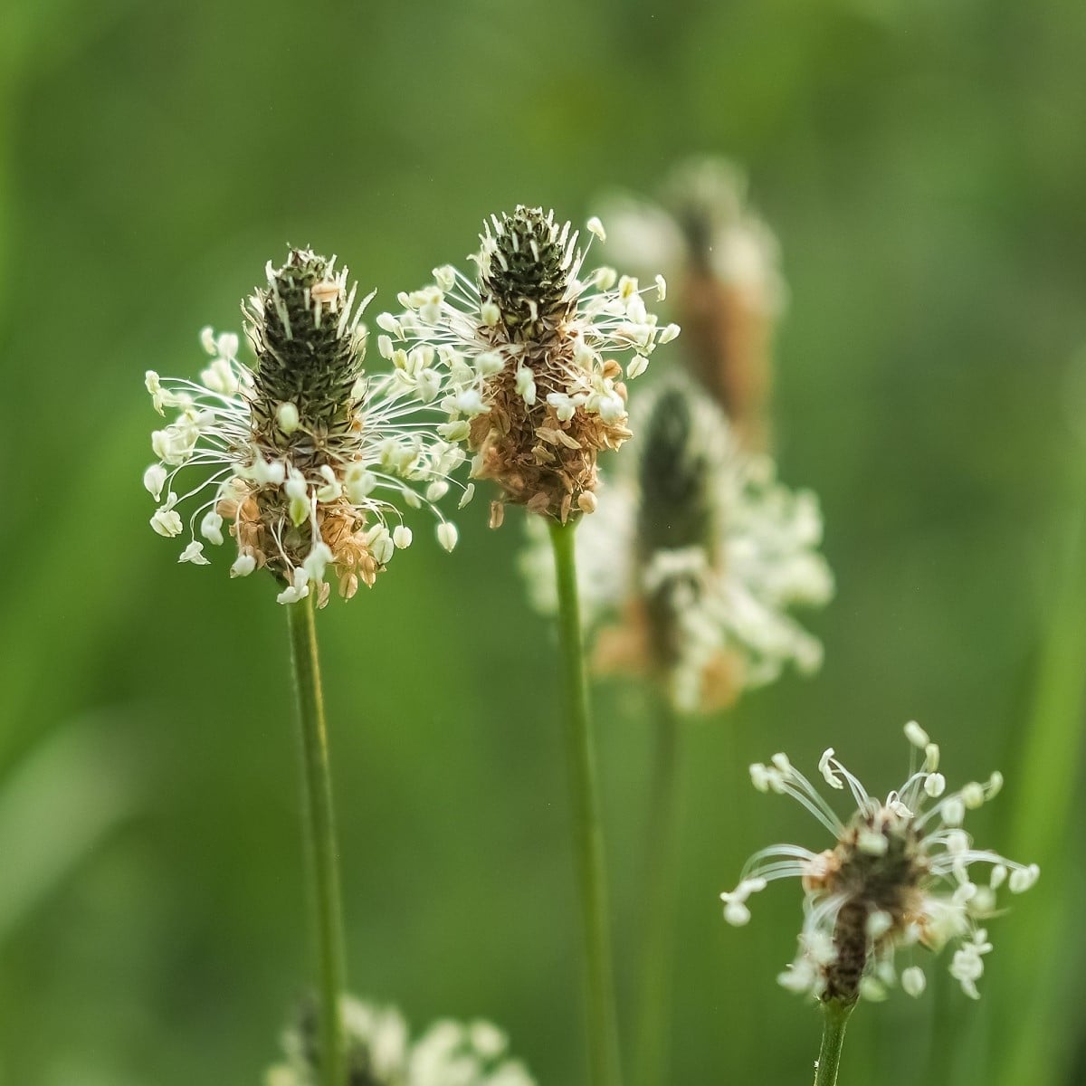 Jitrocel kopinatý - Plantago lanceolata - semena jitrocele - 0,2 g