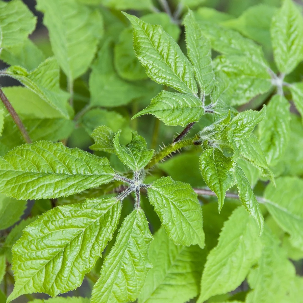 Ženšen sibiřský - Eleutherococcus senticosus - semena ženšenu - 10 ks