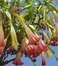 Brugmansie růžová - Brugmansia sp - semena brugmansie - 5 ks