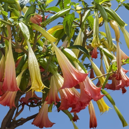 Brugmansie růžová - Brugmansia sp - semena brugmansie - 5 ks