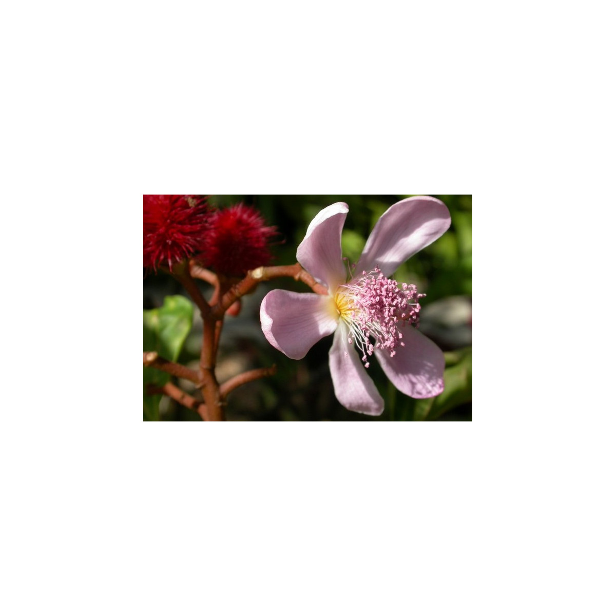 Oreláník barvířský - Bixa orellana - semena oreláníku - 8 ks