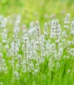 Levandule lékařská Ellegance Snow - Lavandula angustifolia - semena levandule - 15 ks
