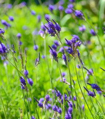 Levandule rozeklaná - Lavandula multifida - semena - 15 ks