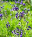 Levandule rozeklaná - Lavandula multifida - semena - 15 ks