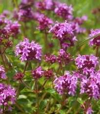 Mateřídouška - Thymus serpyllum - semena mateřídoušky - 500ks