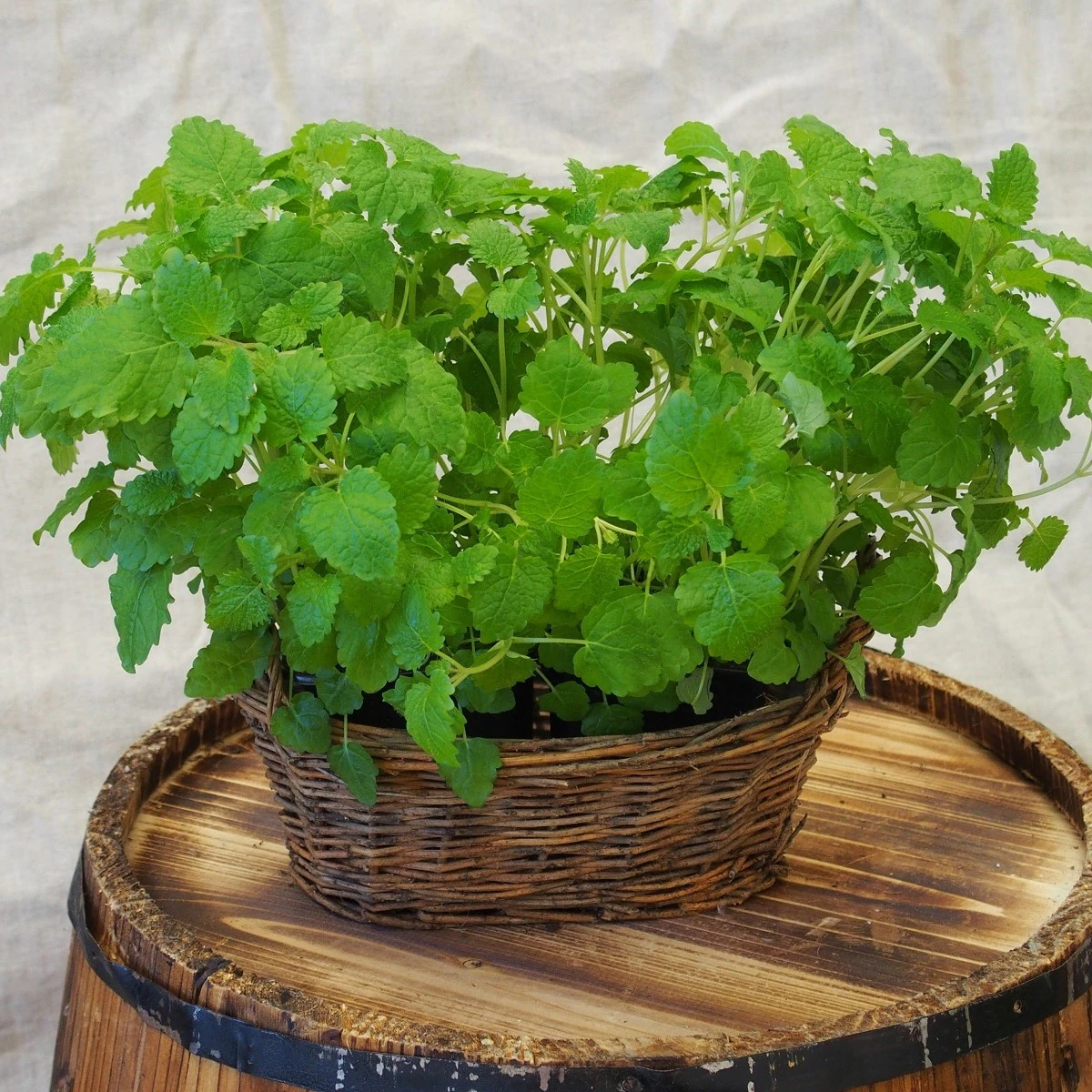 Meduňka - Melissa officinalis - semena meduňky - 300 ks