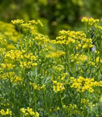 Routa vonná - Ruta graveolens - semena routy - 10 ks