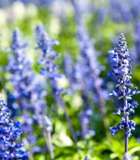 Yzop lékařský modrý - Hyssopus officinalis - semena yzopu - 200 ks