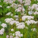Kozlík lékařský - Valeriana officinalis - semena kozlíku - 150 ks