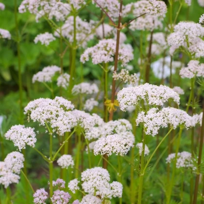 Kozlík lékařský - Valeriana officinalis - semena kozlíku - 0,1 g