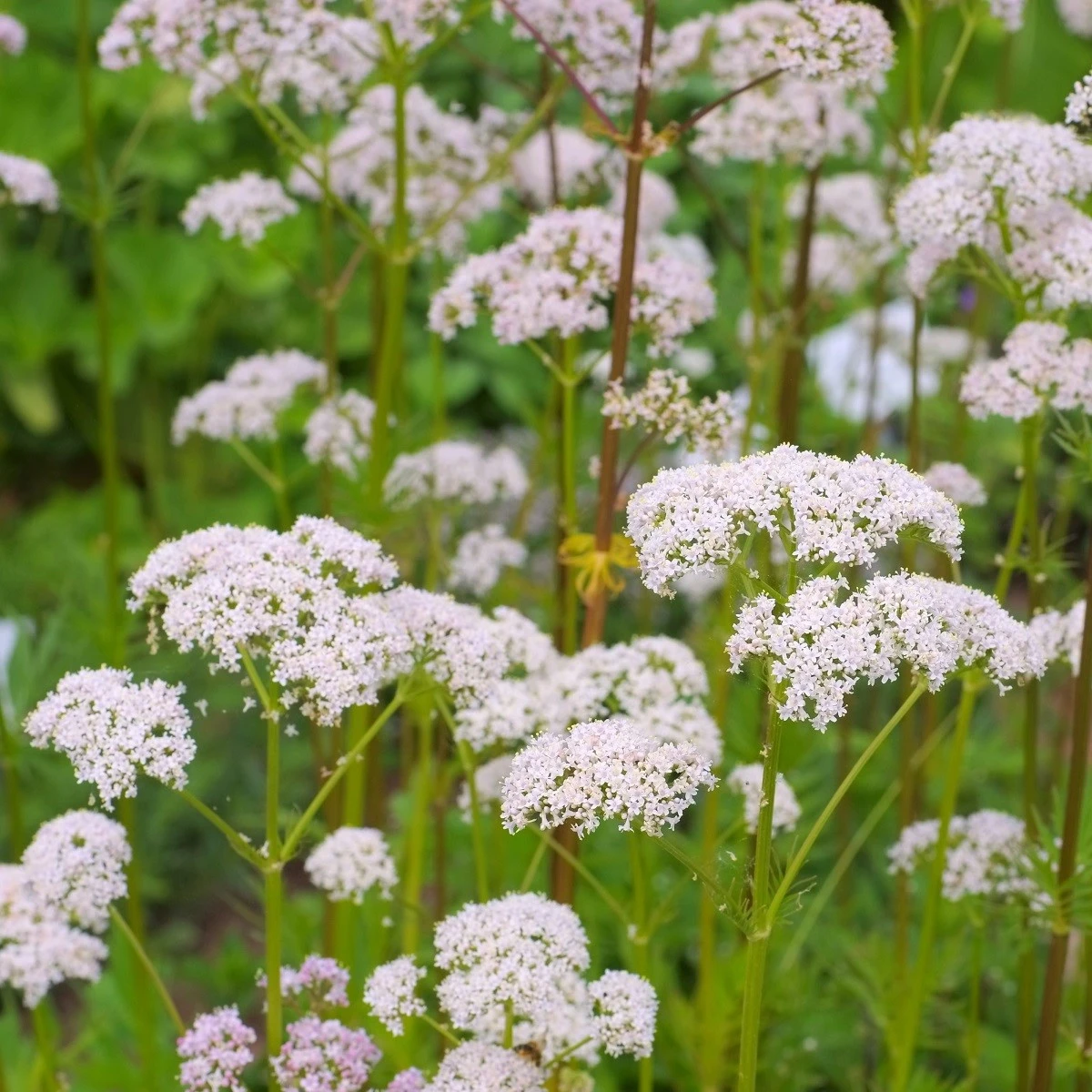 Kozlík lékařský - Valeriana officinalis - semena kozlíku - 150 ks