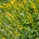 Řepík lékařský - Agrimonia eupatoria - semena řepíku - 20 ks