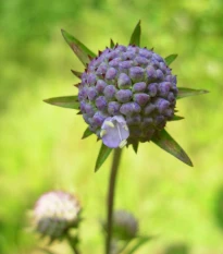 Čertkus luční - Succisa pratensis - semena čertkusu - 20 ks